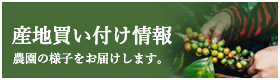 産地買い付け情報 農園の様子をお届けします。